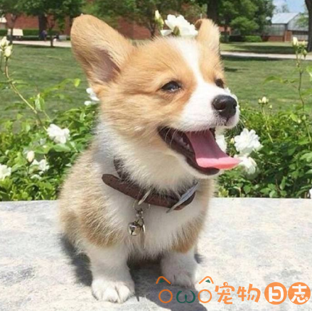 怎么让柯基犬胖一些