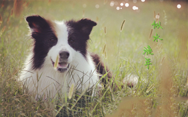 边境牧羊犬怕冷吗？它本身不怕冷