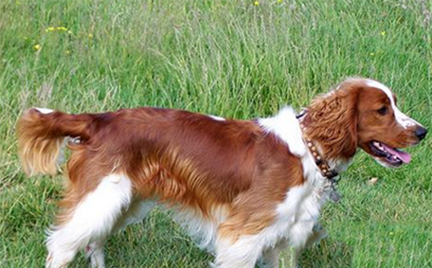 威尔斯激飞猎犬多少钱？该犬有着无限精力