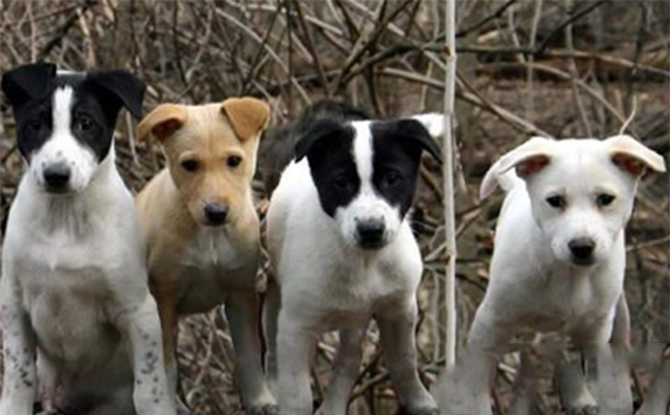 卡南犬好养吗？幼年时期饲养很关键