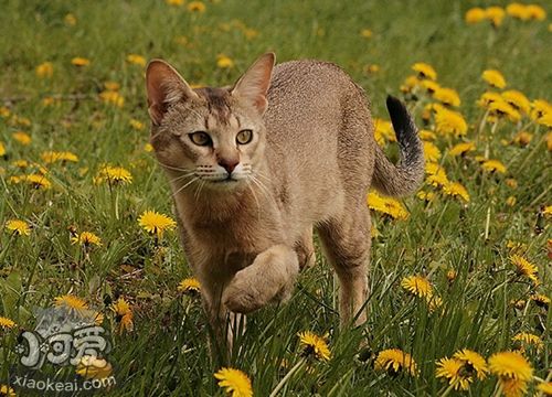 非洲狮子猫会装死吗 非洲狮子猫装死训练