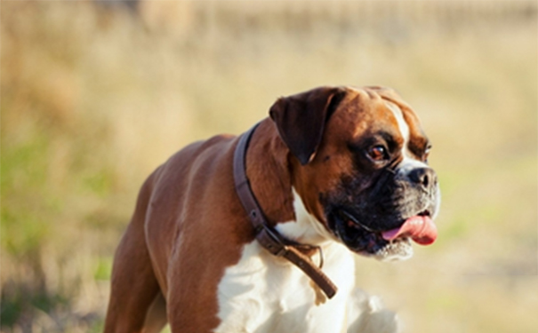 拳师犬怎么养？注意定时定量的喂食