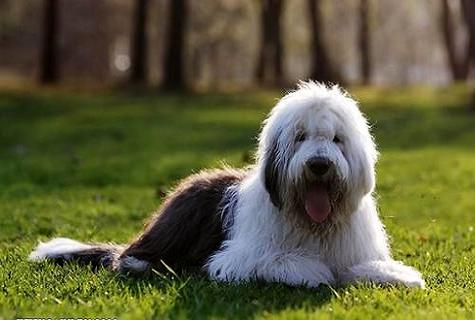 新手怎样训练古牧大小便?两个方法轻松训练古牧犬定点排便!