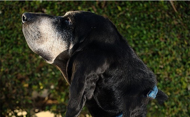 黑褐猎浣熊犬吃什么？黑褐猎浣熊犬喂食要点