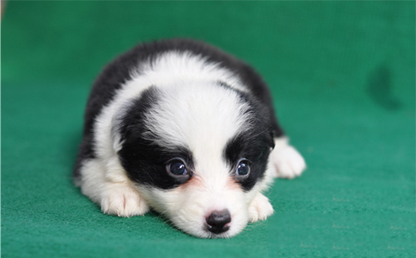 边境牧羊犬喜欢吃什么？边牧以狗粮为主