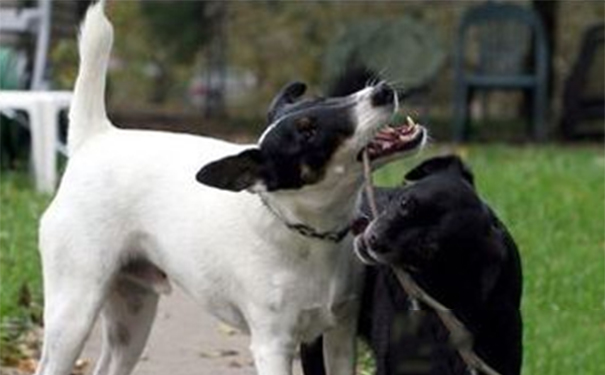 平毛猎狐梗吃什么？食物要适合犬生长阶段