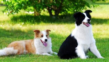 边境牧羊犬多大训练好,边境牧羊犬训练技巧!