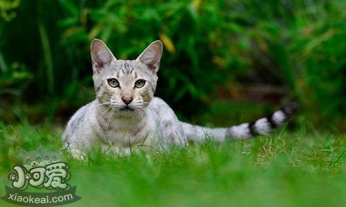 热带草原猫不睡猫窝怎么办 热带草原猫睡猫窝训练