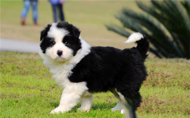 边境牧羊犬特性？边境牧羊犬的个性特征