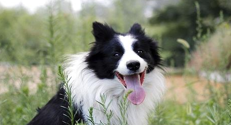 边境牧羊犬的鼻子干干的是生病了吗?牧羊犬鼻子干的原因!