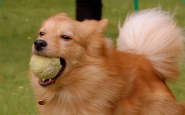 芬兰猎犬多少钱？该犬的样子很像狐狸