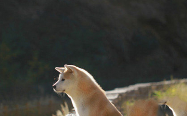 秋田犬是大型犬吗？该犬具有优良的本性