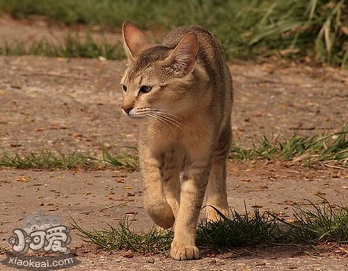 怎么训练非洲狮子猫不咬人