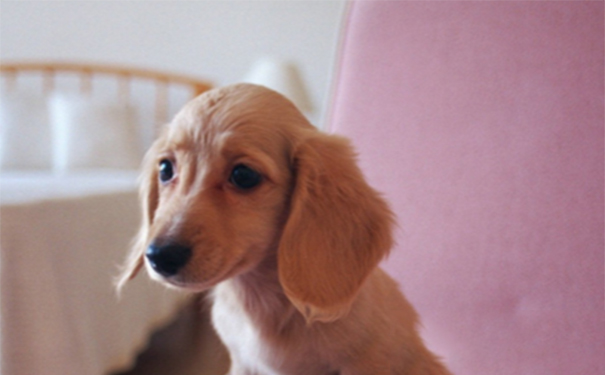 短毛小型犬品种？小型犬要求的运动量小