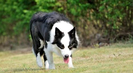 边境牧羊犬晚上一直叫扰人休息?怎么解决?