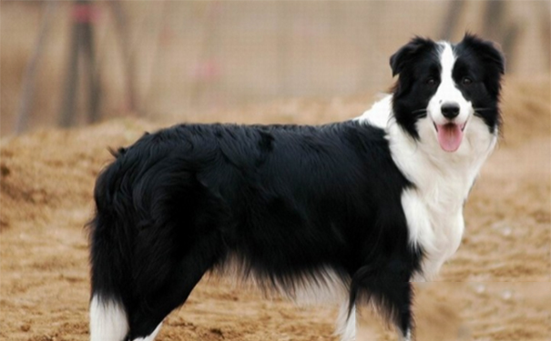 纯种边境牧羊犬价格？品种越好它的价格越高