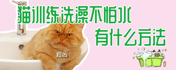 猫训练洗澡不怕水有什么方法