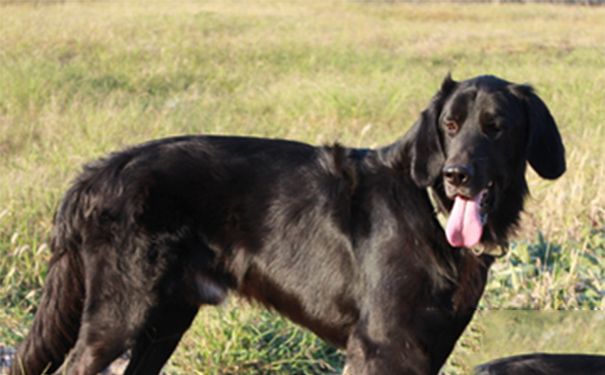 平毛寻回犬哪里卖？该犬是出色的看守犬