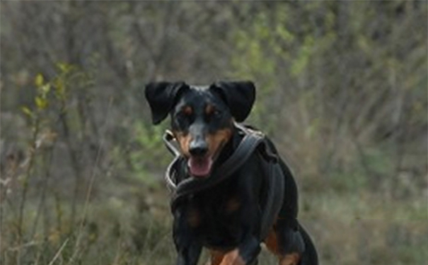 德国宾莎犬的日常护理？注意耳道清洁