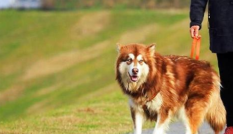 阿拉斯加犬口臭该怎么治疗?赶紧来看看!