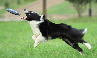 边境牧羊犬不会配种怎么办?牧羊犬繁殖交配!