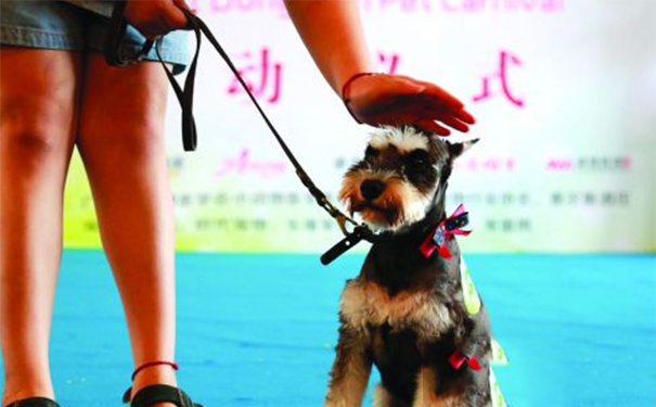 墨西哥无毛犬多少钱？该犬属于玩赏犬