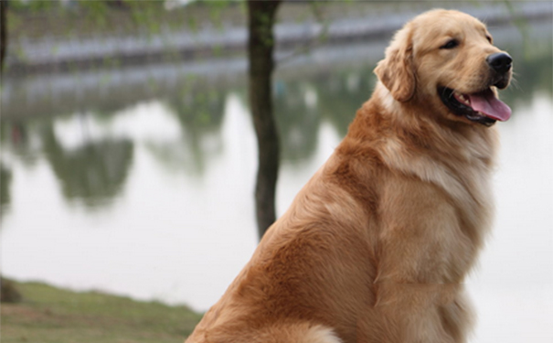 金毛狗怕不怕冷？该犬有一定的耐寒能力