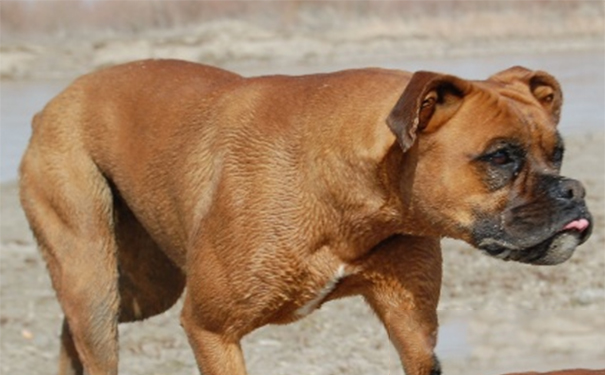 拳狮犬哪里卖？该犬警戒心比较强烈