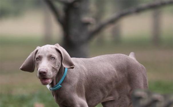 魏玛犬的养护常识？食具要注意经常清洗