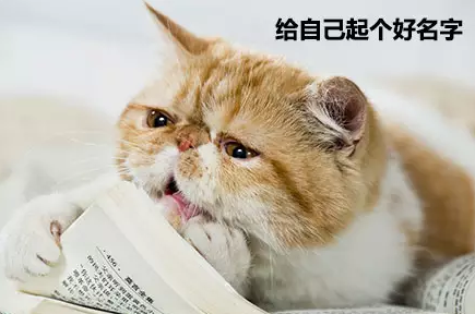 掌握这些小技巧,让猫咪记住自己的名字!