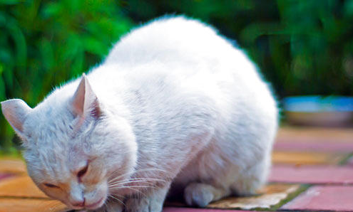 气味对猫咪会有什么影响?猫咪灵敏的嗅觉!