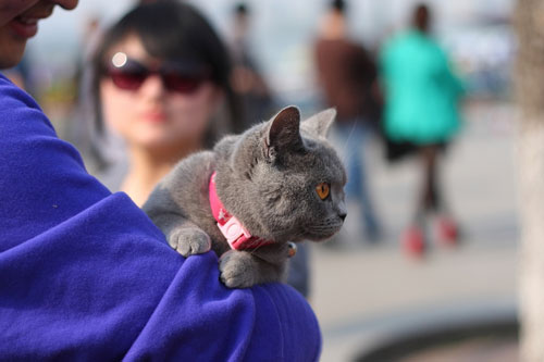 怎么训练英国短毛猫记住名字