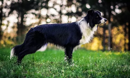 边境牧羊犬排便训练,养成良好的排便习惯!