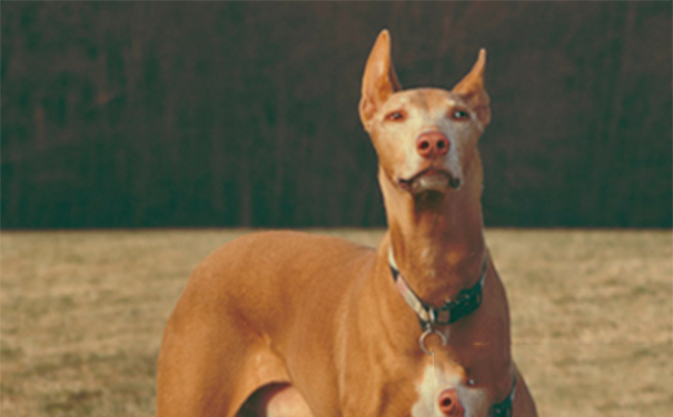 法老王猎犬耐热程度？该犬耐热性好