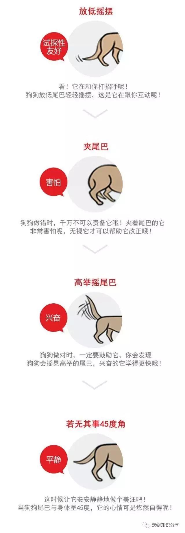 狗狗的尾巴“语言”怎么理解？