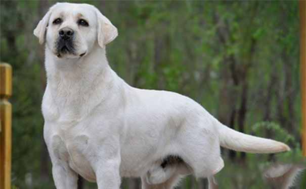 拉布拉多导盲犬多少钱一只？教你判定拉布拉多犬价格的方法