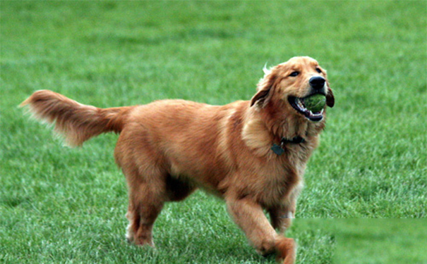 金毛犬好养吗？饲养空间要足够大