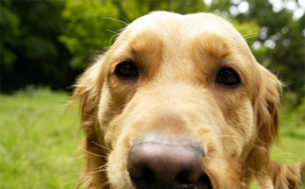 纯种金毛犬怎么看？细心可以去辨别