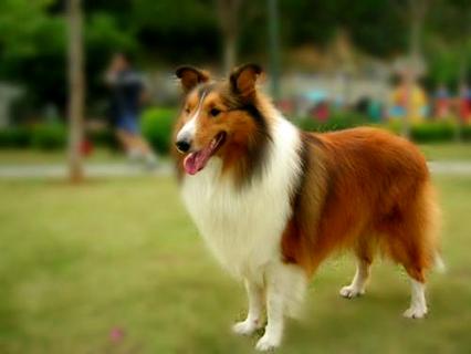 牧羊犬很聪明,荷兰牧羊犬训练方法有哪些呢?