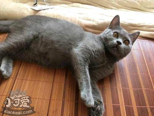 怎么训练俄罗斯蓝猫和你握手 猫猫握手训练视频