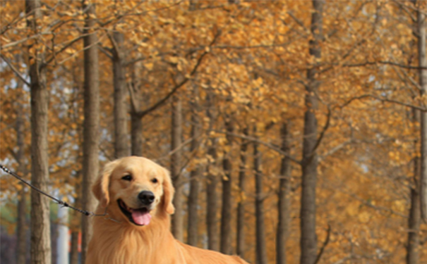 什么狗适合做导盲犬？要求狗神经类型为安静型