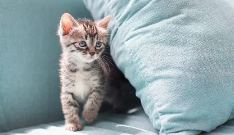 猫咪年龄怎么看?猫咪年龄换算!